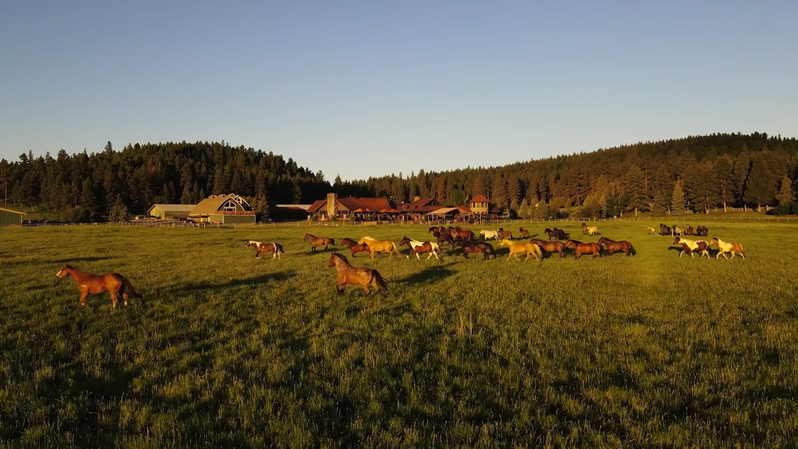 Horses at Paws Up