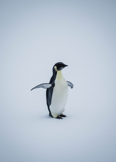 penguin-in-antarctica-vhero